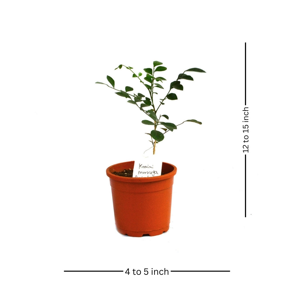  Kamini Murraya Paniculata Plant