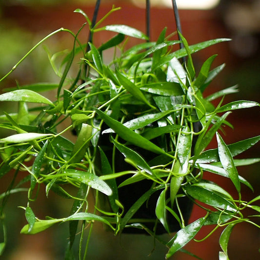  Hoya Kentiana Green Plant