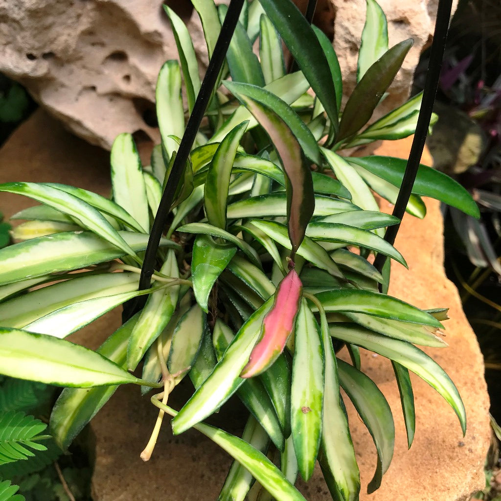  Hoya Kentiana Variegata Plant