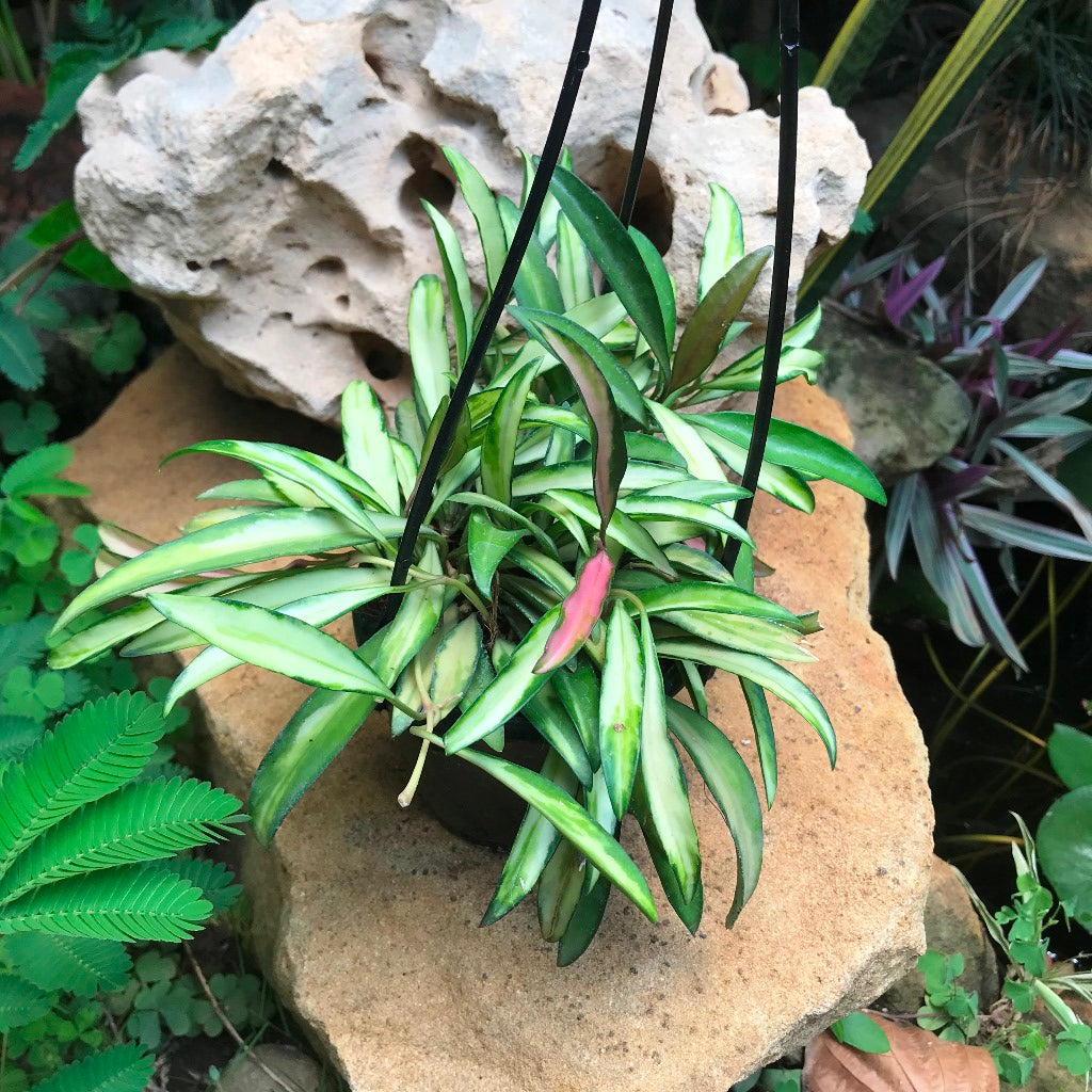  Hoya Kentiana Variegata Plant