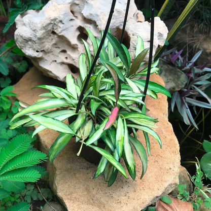  Hoya Kentiana Variegata Plant