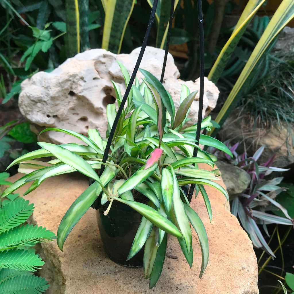 Hoya Kentiana Variegata Plant
