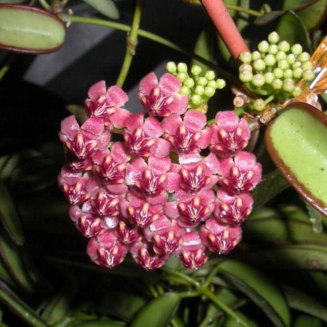  Hoya Kentiana Variegata Plant