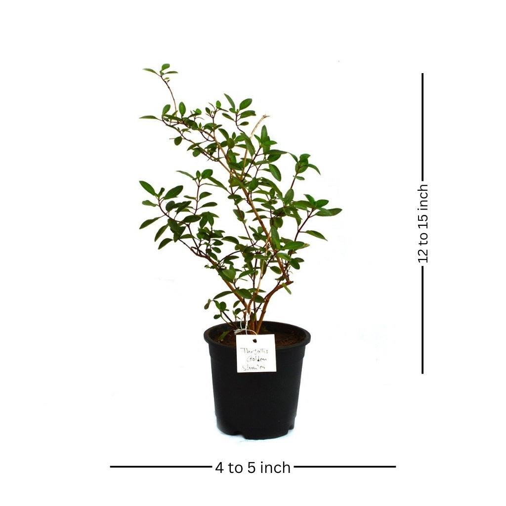 Thryallis Golden Shower Plant