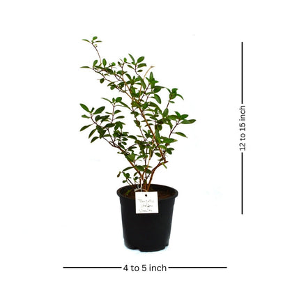  Thryallis Golden Shower Plant