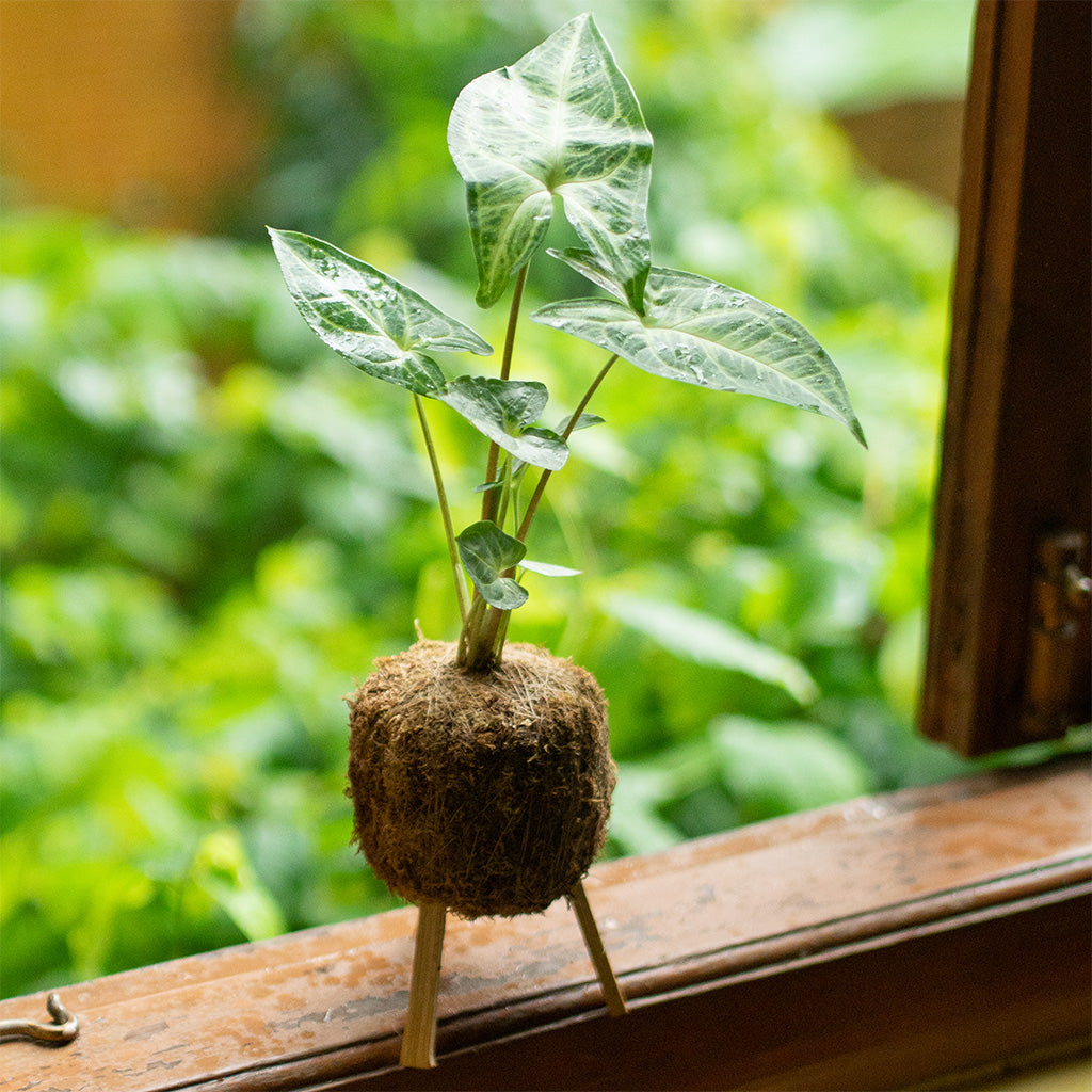  Kokedama Moss Ball Syngonium Noak Plant