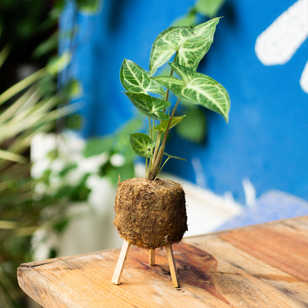  Kokedama Moss Ball Syngonium Noak Plant