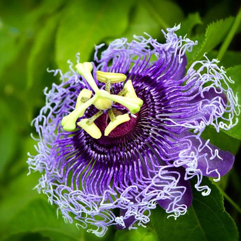  Passiflora Inspiration Plant