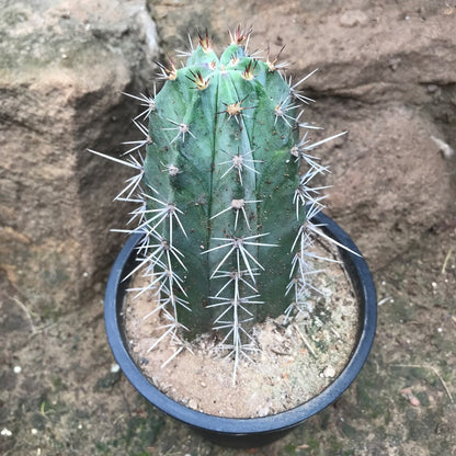  Lemaireocereus Pruinosus Cactus Plant