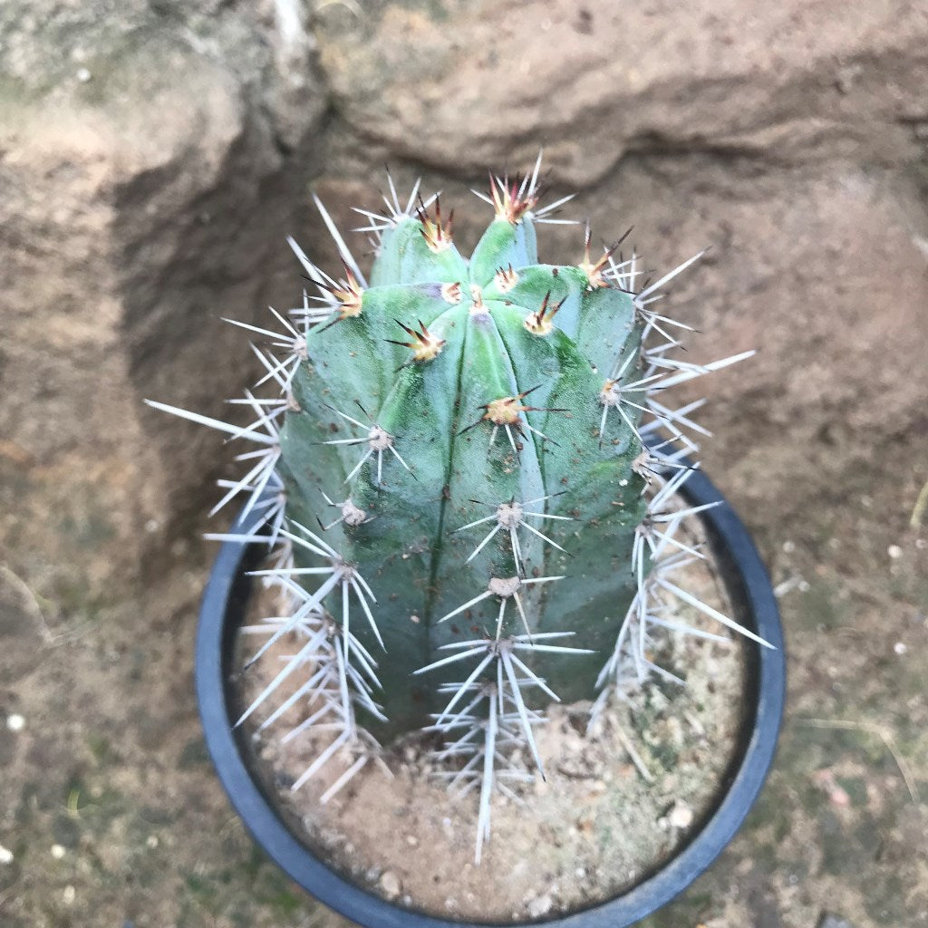  Lemaireocereus Pruinosus Cactus Plant