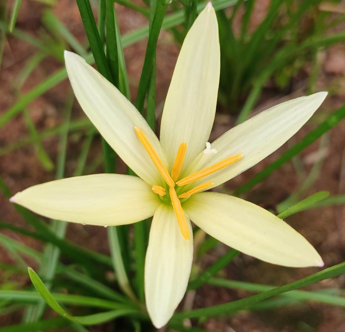  Rain Lily 'Lemon' (Bulbs)