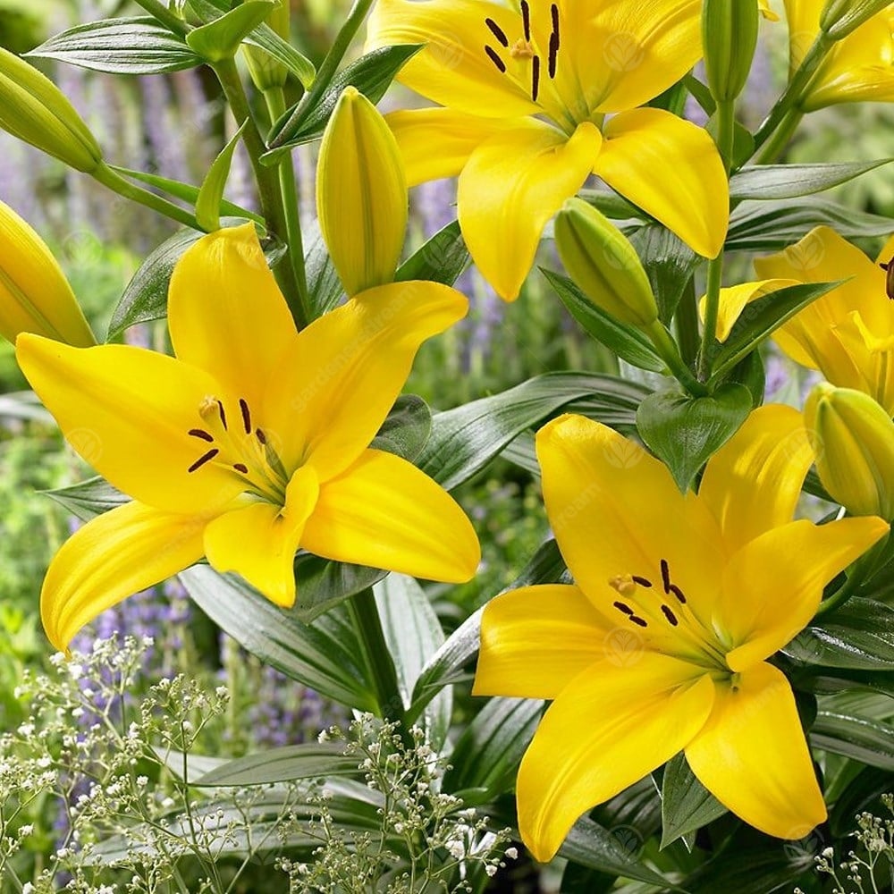  Lilium Asiatic 'Nashville' (Bulbs)