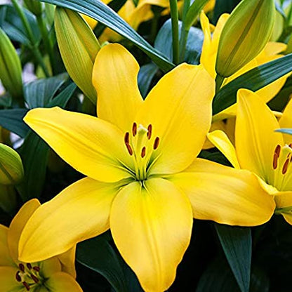  Lilium Asiatic 'Nashville' (Bulbs)