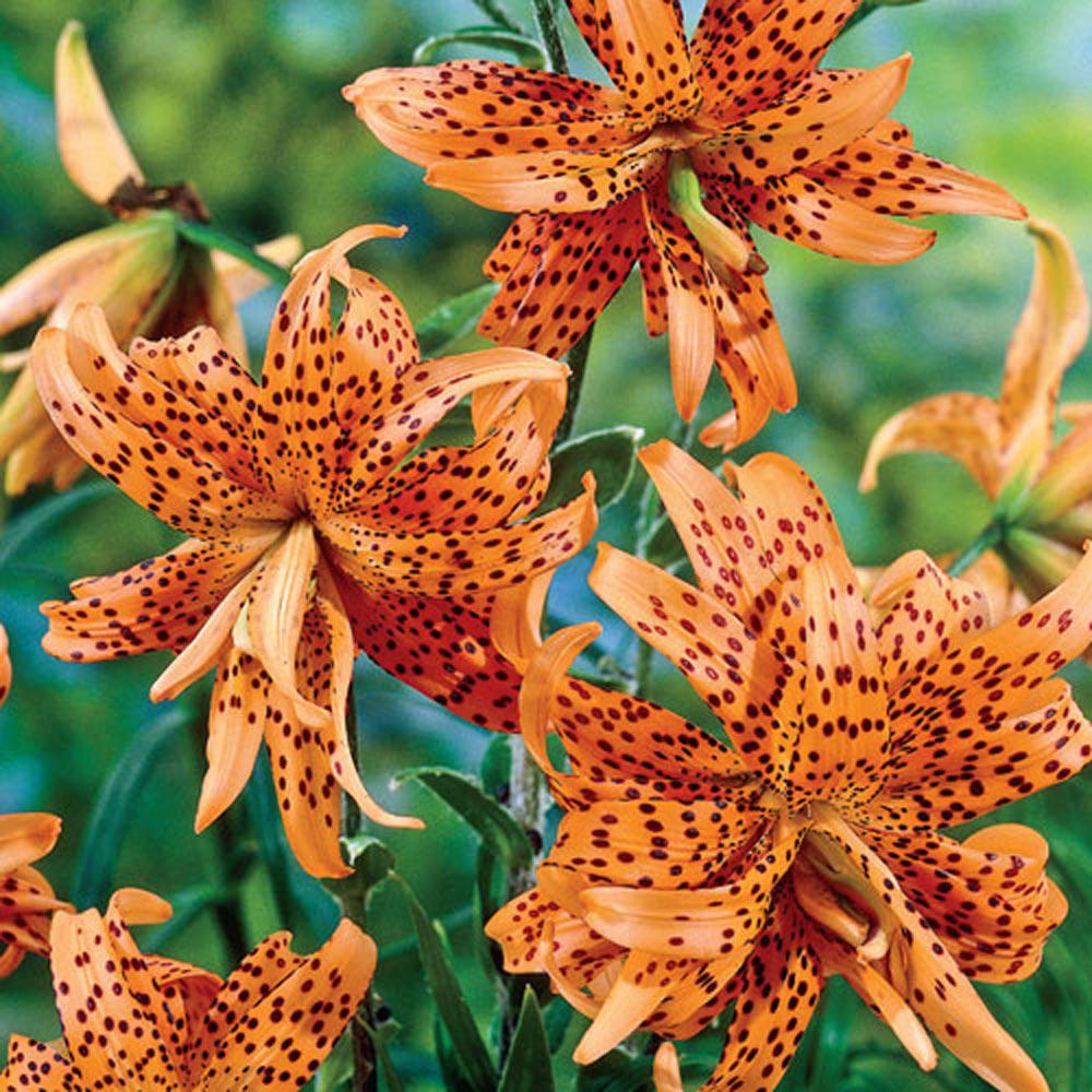  Lilium Lancifolium Tigrinum (Bulbs)