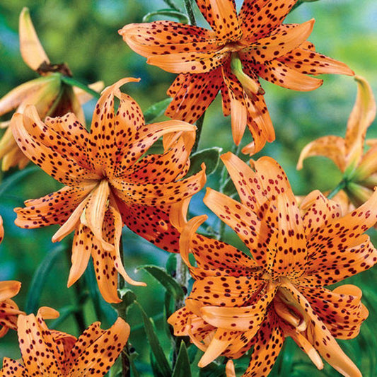  Lilium Lancifolium Tigrinum (Bulbs)