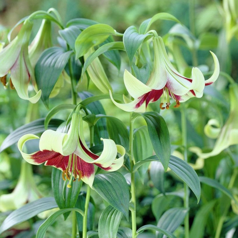  Lilium Nepalense (Bulbs)