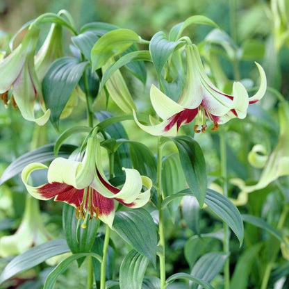  Lilium Nepalense (Bulbs)