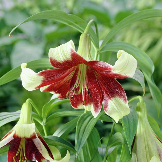  Lilium Nepalense (Bulbs)