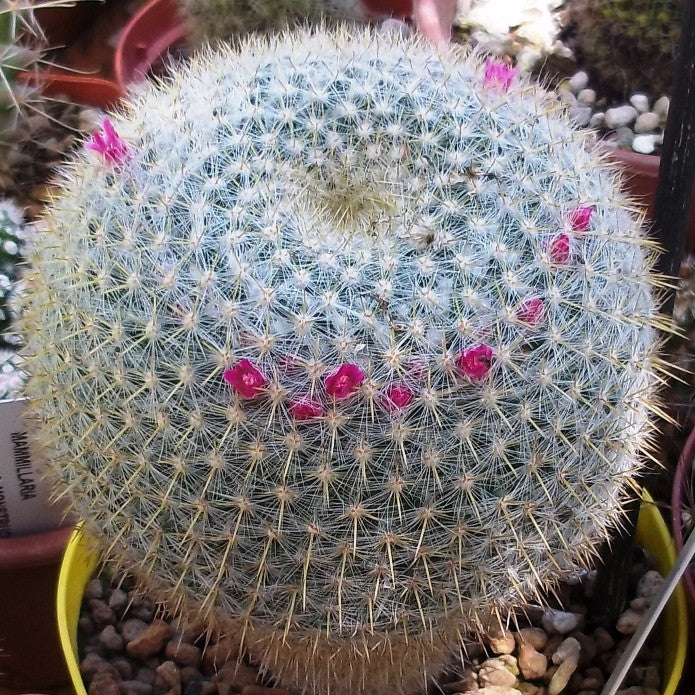  Mammillaria Celsiana Cactus Plant