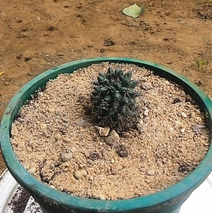  Mammillaria Voburnensis Subsp. Eichlamii Cactus Plant