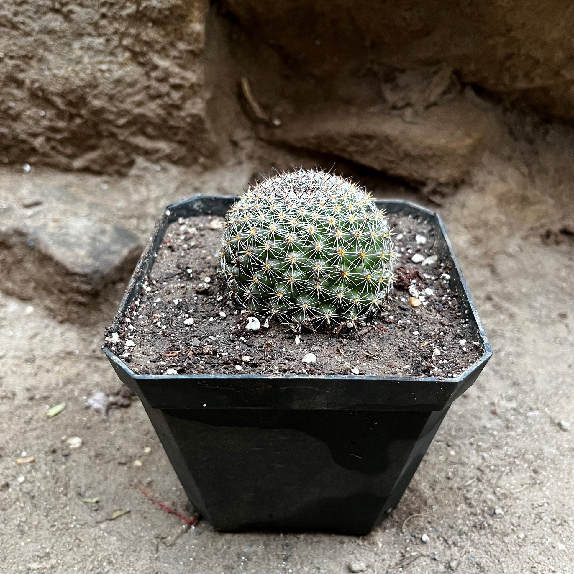  Mammillaria Dioica Cactus Plant