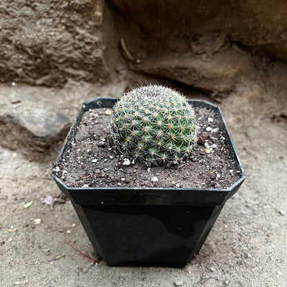  Mammillaria Dioica Cactus Plant
