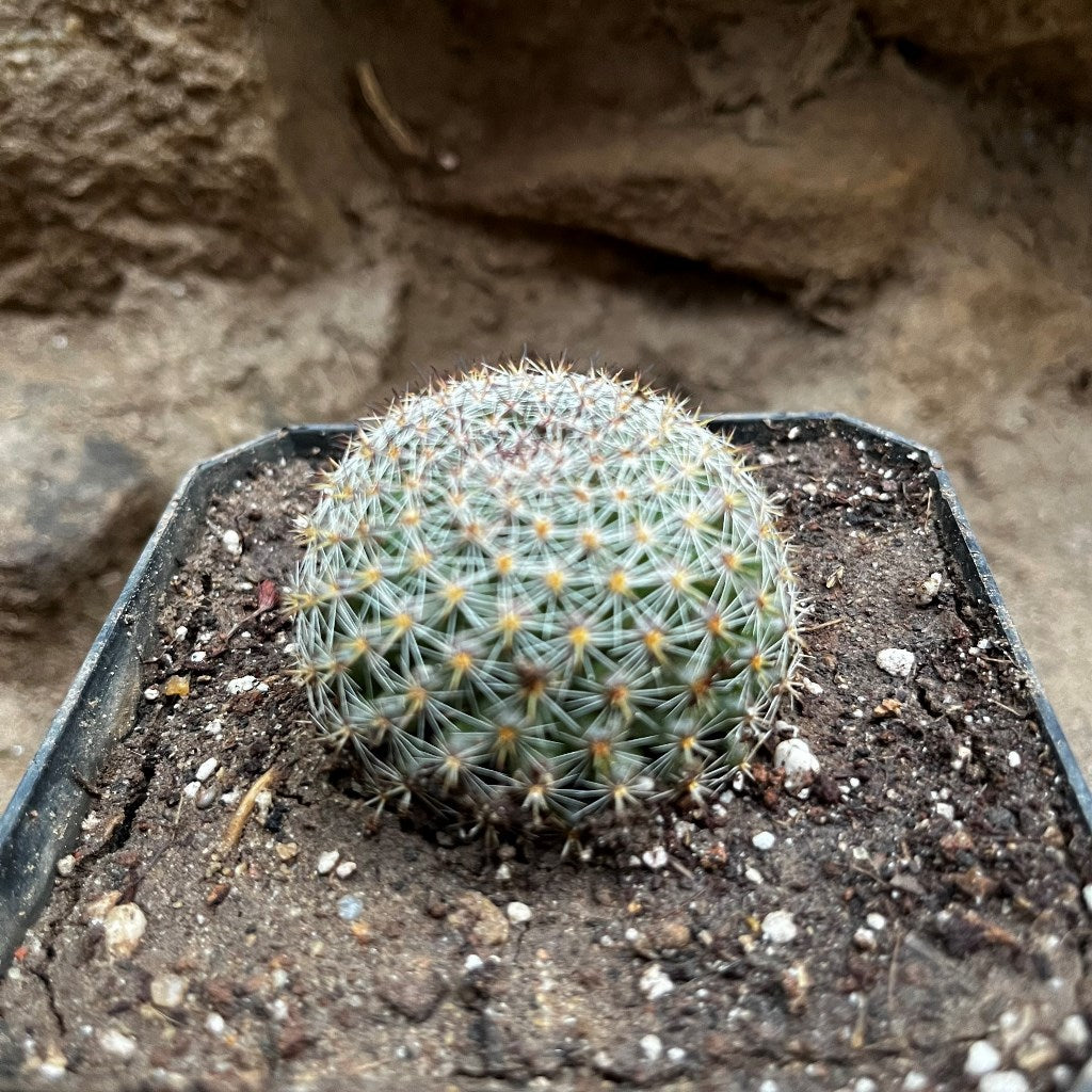  Mammillaria Dioica Cactus Plant