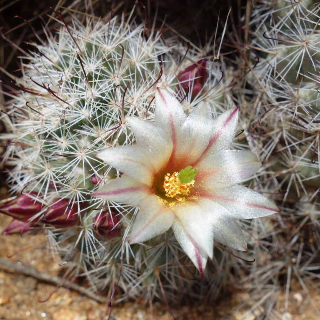  Mammillaria Dioica Cactus Plant