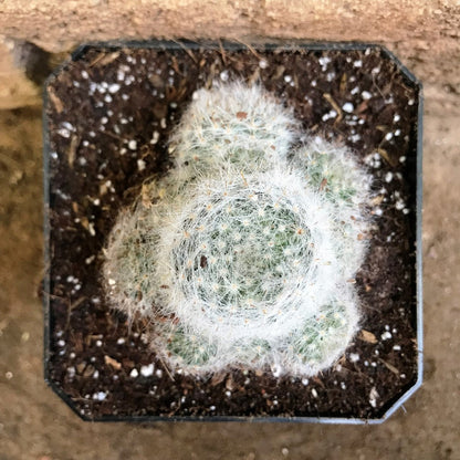  Mammillaria Glassii Ascensionis Cactus Plant