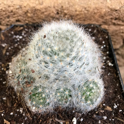  Mammillaria Glassii Ascensionis Cactus Plant