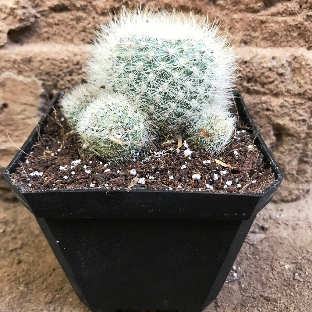  Mammillaria Glassii Ascensionis Cactus Plant