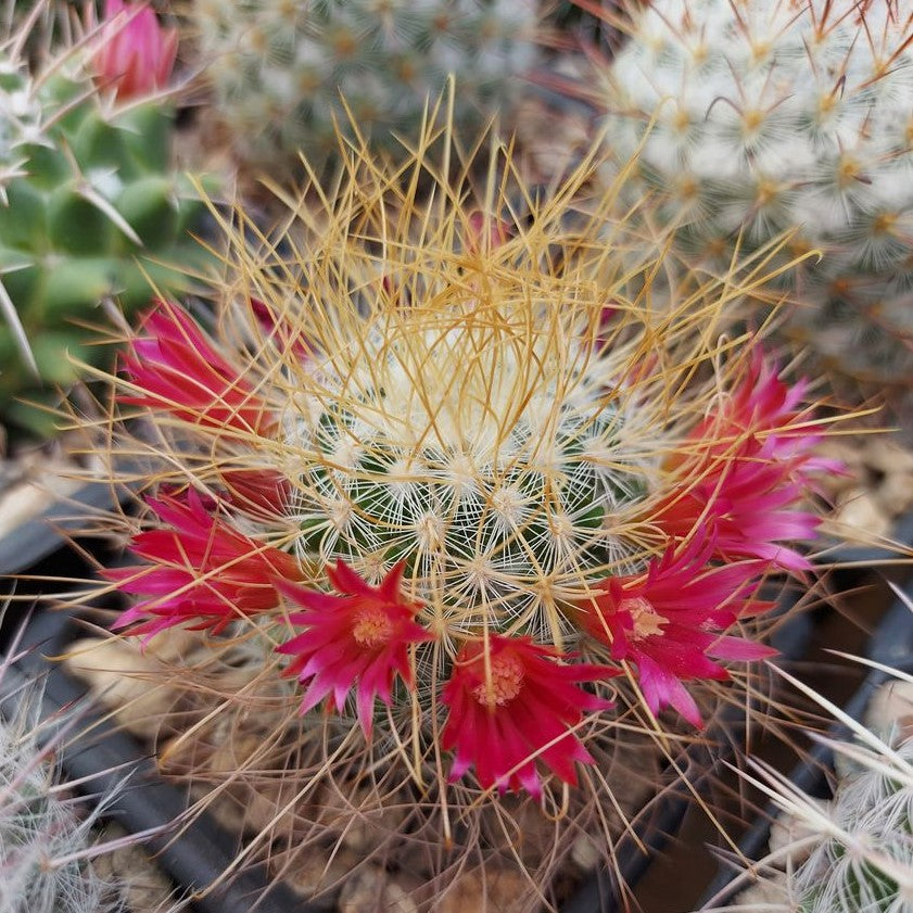  Mammillaria Leptacantha Cactus Plant