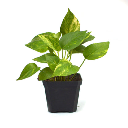  Pothos Golden Money Plant