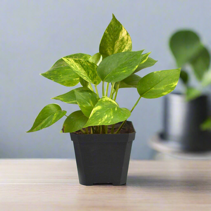  Pothos Golden Money Plant