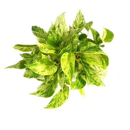  Pothos Marble Queen Money Plant