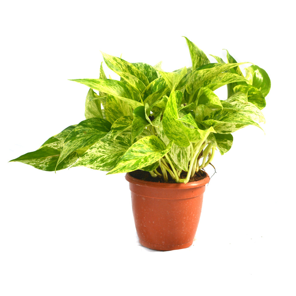  Pothos Marble Queen Money Plant