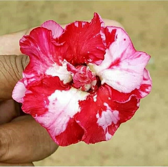  Meryl Streep Adenium Plant