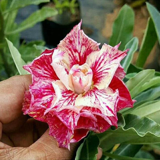  Cardinal Bloom Adenium Plant
