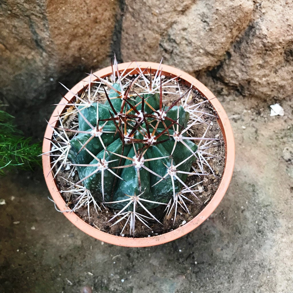  Melocactus Bahiensis Cactus Plant
