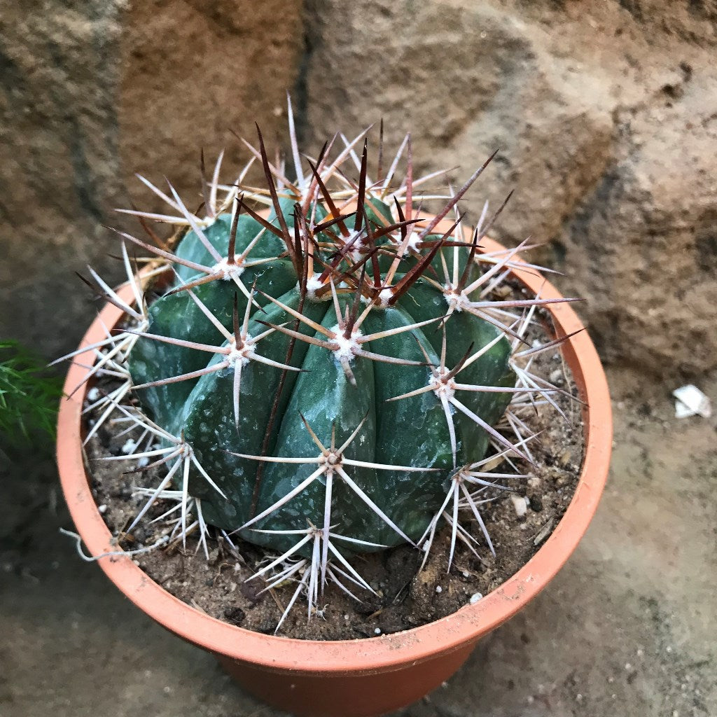  Melocactus Bahiensis Cactus Plant