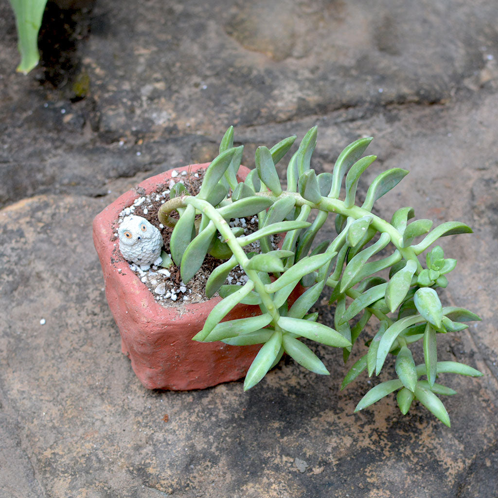  Set Of 3 Small Succulent Terracotta Pot