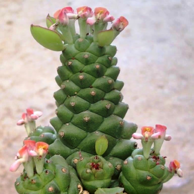  Monadenium Ritchiei Cactus Plant