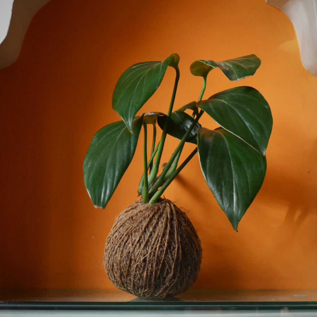  Kokedama Moss Ball Money Plant King Plant