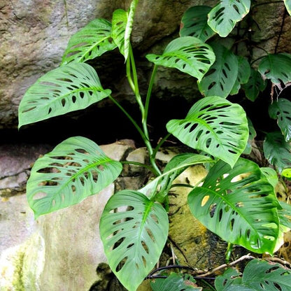  Swiss Cheese Vine Plant