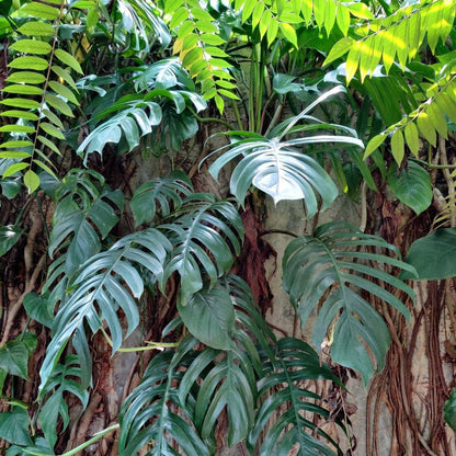  Epipremnum Pinnatum Plant