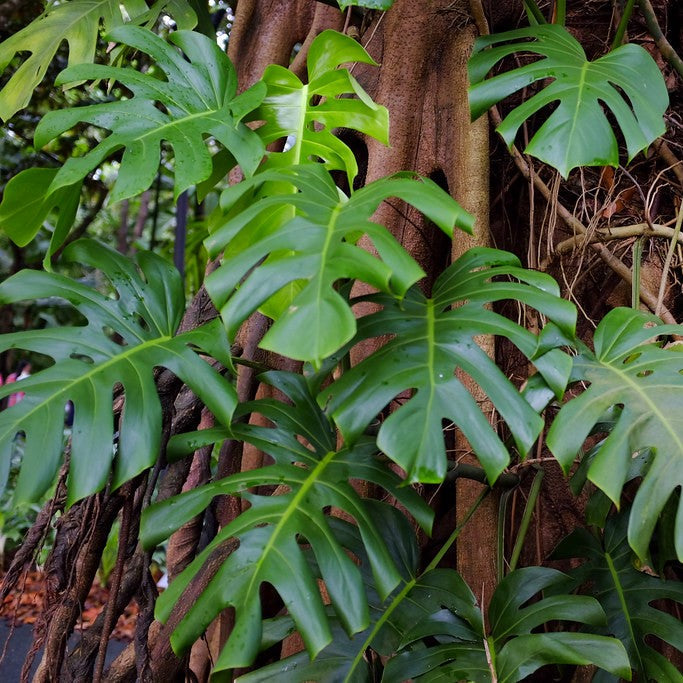  Epipremnum Pinnatum Plant