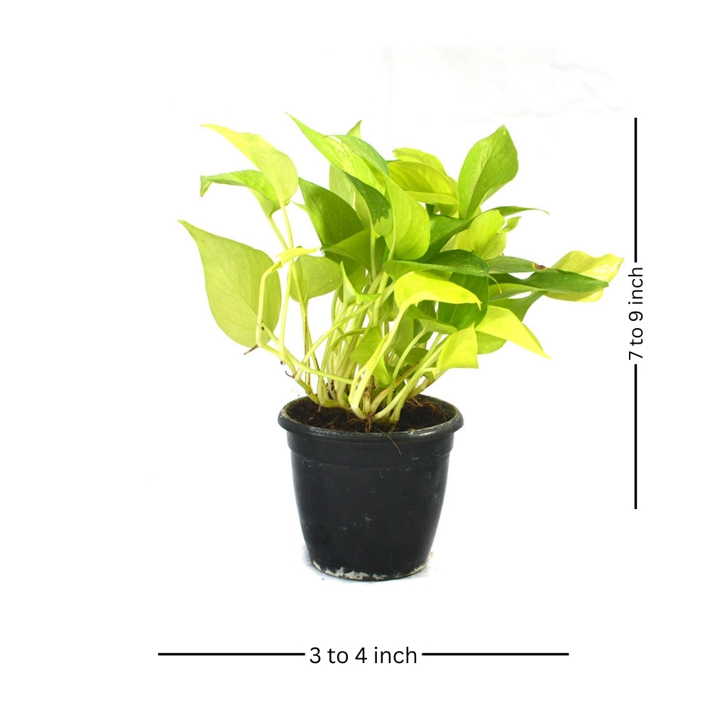  Pothos Neon Money Plant