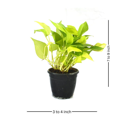  Pothos Neon Money Plant