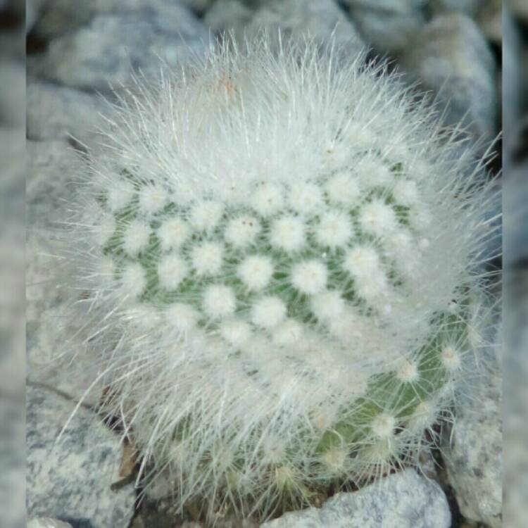  Notocactus Scopa Var. Albispinus Cactus Plant