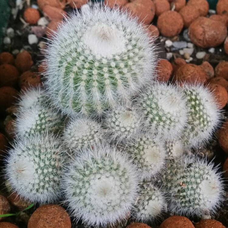  Notocactus Scopa Var. Albispinus Cactus Plant